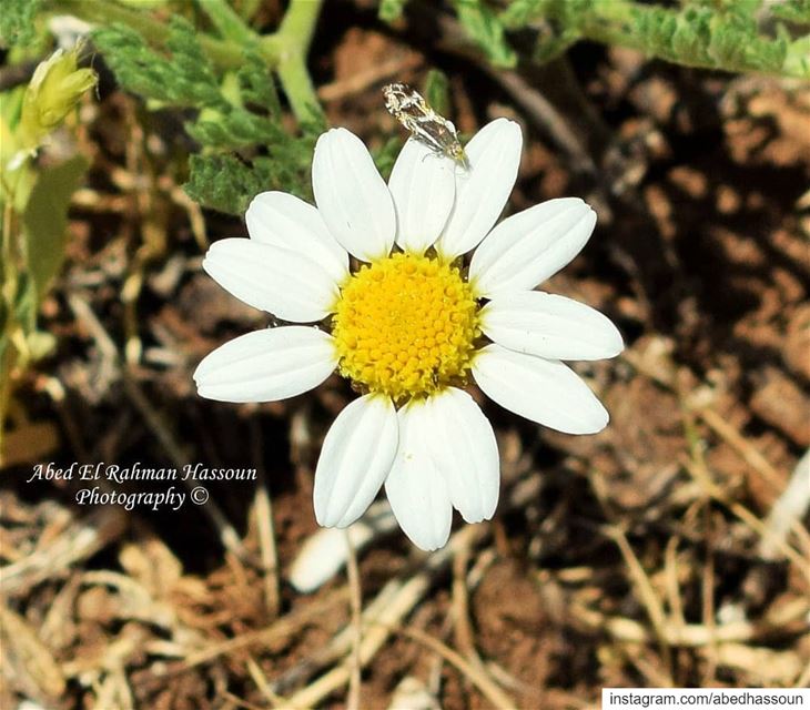 Good morning 🌸......................... jaj  ... (Jaj, Mont-Liban, Lebanon)