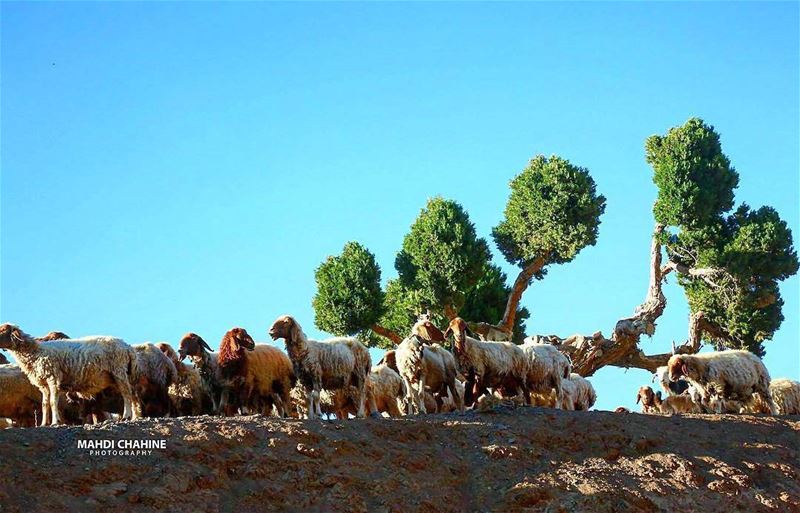 Good morning! jord_elhermel by @mahdichahine.photography Hermel ... (El Hermel, Béqaa, Lebanon)