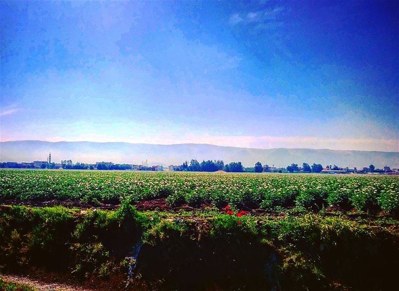 Good morning 💐🌼🌺🌷 lebanon  bekaa  bekaavalley  لبنان  البقاع  nature ... (Bar Elias, Béqaa, Lebanon)