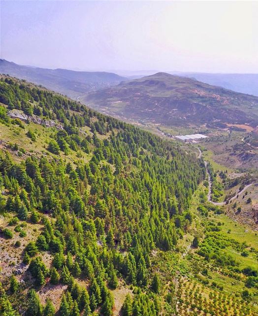 Good morning  lebanon from  ainzhalta 🌲☀️🌲 thanks @mikhaelbitar for... (Ain Zhalta - Bmohray Cedars)