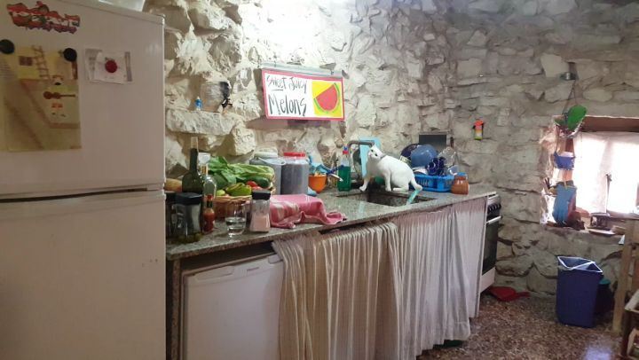Good morning lebanon 😁 Labneh the cat  nada_li's  catinthehouse  catslove... (Eddé, Liban-Nord, Lebanon)