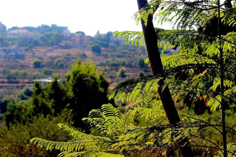 Good Morning😍😍☀☀ lebanon  photography  travel  nature  sunshine ... (Tibnîne, Al Janub, Lebanon)