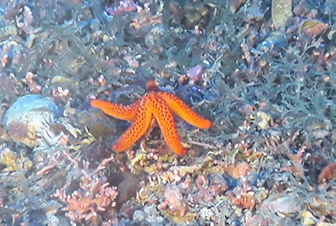 Good morning little Sea Star  Lebanese   Wild  Animals  wildlife ...