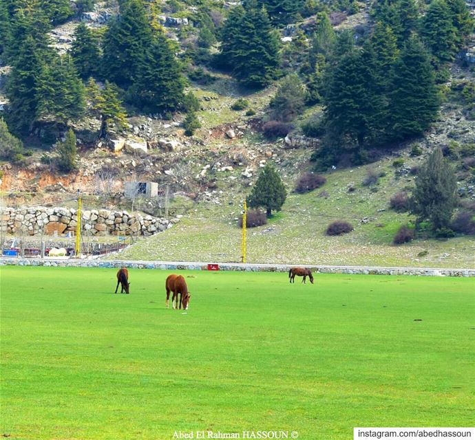 Good morning 🐎............. LiveLoveAkkar  عكار  طبيعة  ... (El Qammoûaa)