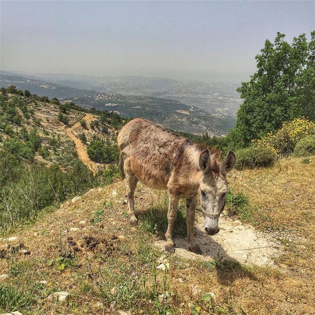 Good morning ...  LiveLoveBecharre  LiveLoveLebanon  wearelebanon ... (Bcharré, Liban-Nord, Lebanon)