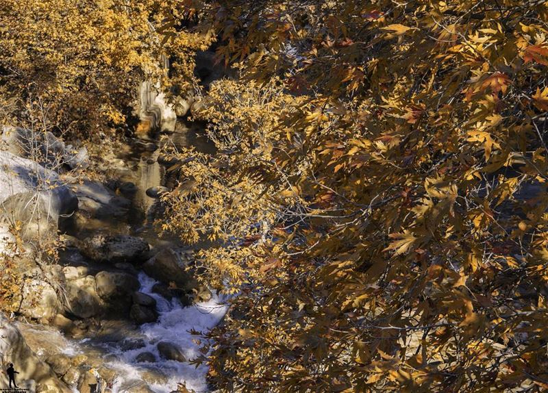 Good morning 🍁🍂 livelovenature  livelovelebanon  livelovebeirut ... (Jesr El Quadi)