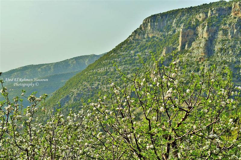 Good morning 🌸🌹🌸🌹🌸🌹🌸  LiveLoveTannourine  LiveLoveBatroun ... (Tannurin At Tahta, Liban-Nord, Lebanon)