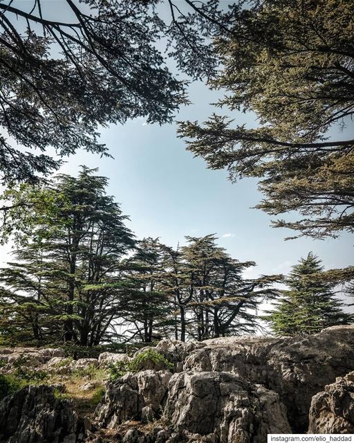 Good Morning 🌄 🔝 LiveLoveTannourine  Tannourine  LiveLoveLebanon ... (Cedar Reserve Tannourine)