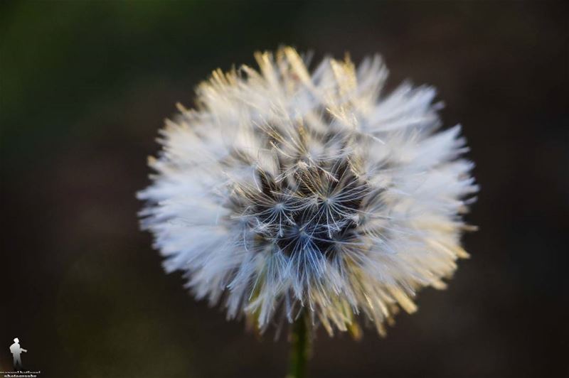 Good morning 🍃 macro  macroflower  igbest_macro  macrophotography  canon...