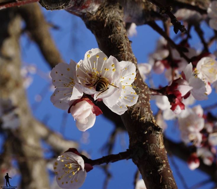 Good morning  morning  apricotflowers  goodweather  chouf jbaa  lebanon...