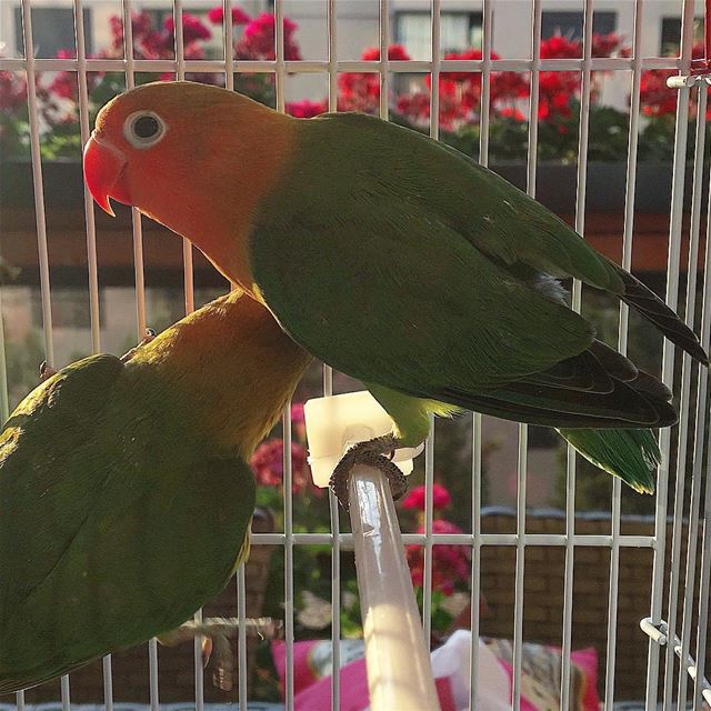 Good Morning 🐣-- morning beirut lebanon monday instagram flowers... (Beirut, Lebanon)