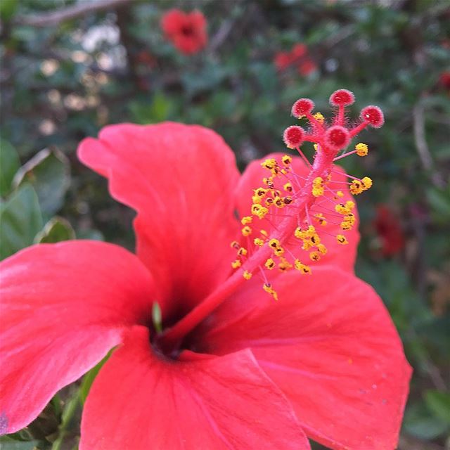 Good Morning 😃-- morning beirut lebanon thursday instagram flowers art... (Beirut, Lebanon)