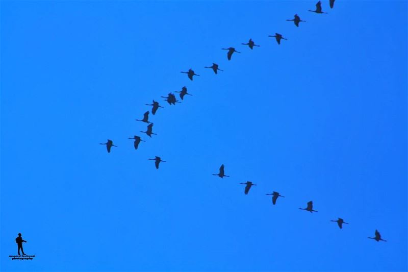 Good morning  morning  birds travelingbirds  shoufreserve ...