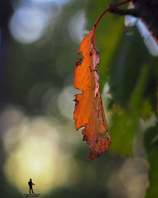 Good morning morning  fall🍁  yellowleaves  chouf jbaa lebanon...