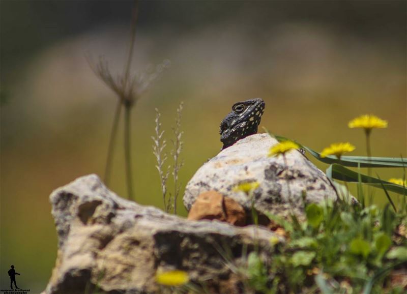 Good morning  morning  nature  naturelovers  spring  chouf  jbaa...