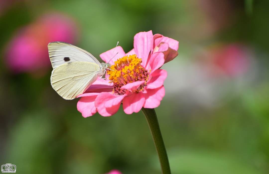 Good morning my friends ☺ butterfly  flower  garden  nature  lebanon ...