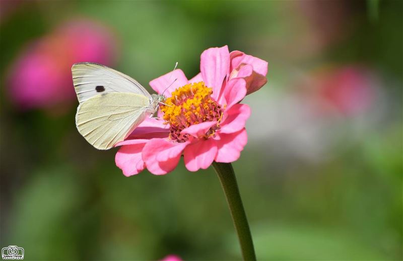 Good morning my friends ☺ butterfly  flower  garden  nature  lebanon ...
