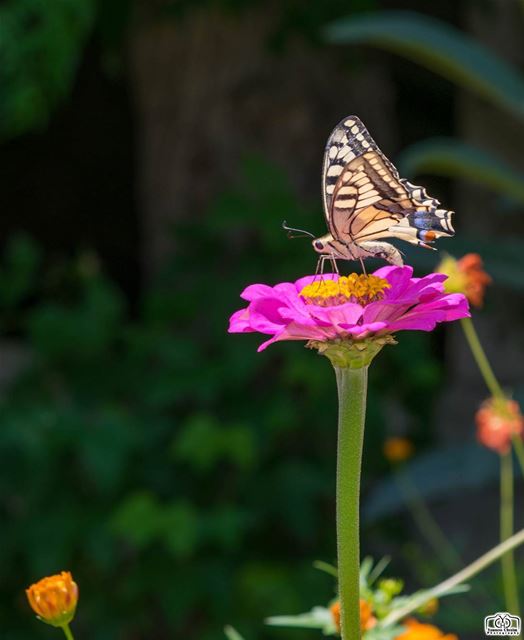 Good morning my friends ☺ butterfly  insects  insect  flower  flowers ...