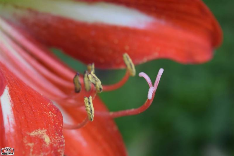 Good morning my friends ☺ flower  flowers  flowerfrominside ...