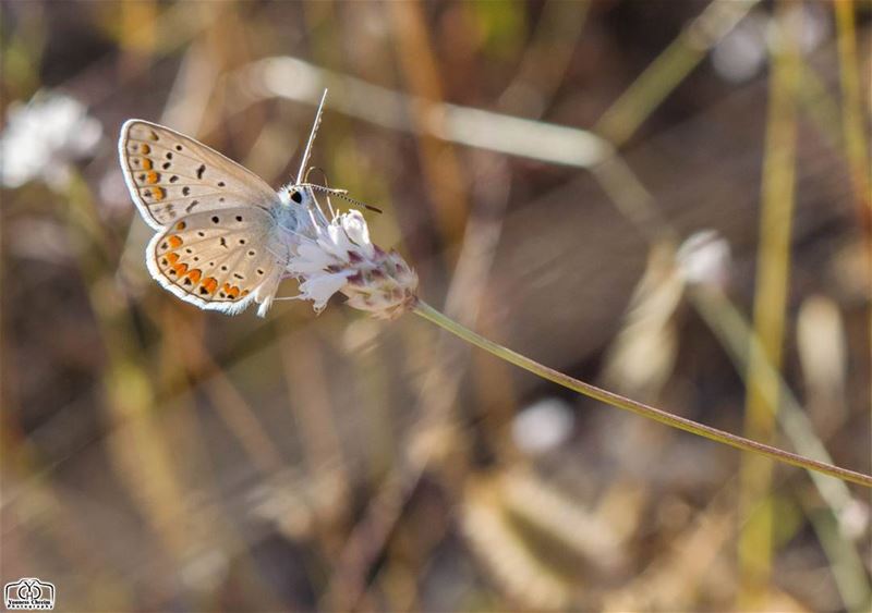 Good morning my friends ☺ nature  butterfly  summer  lebanon ...