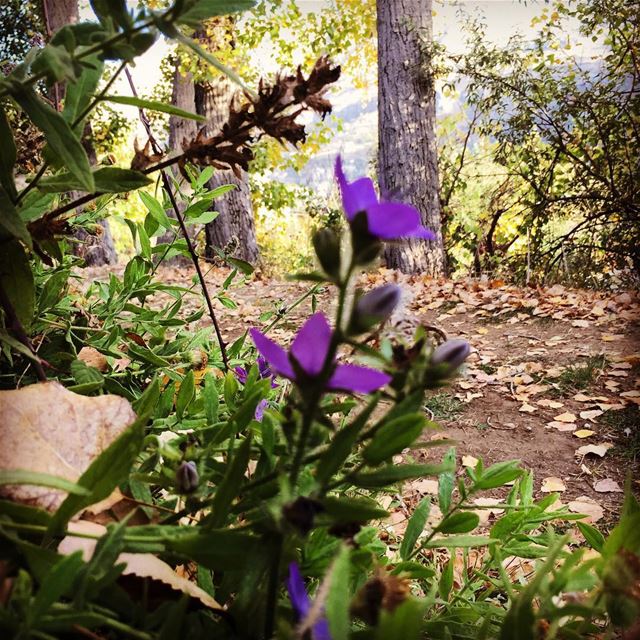 Good morning  nature  autumn  cold  weather  dead  leaves  violet  flower... (Faraya)