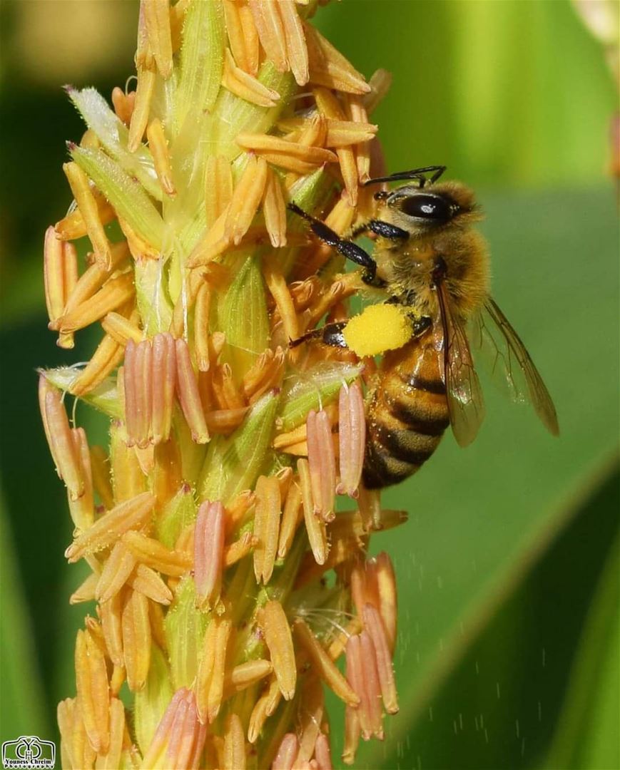 Good morning  nature  bee  insect  insects  corn  macro  lebanon  garden ...
