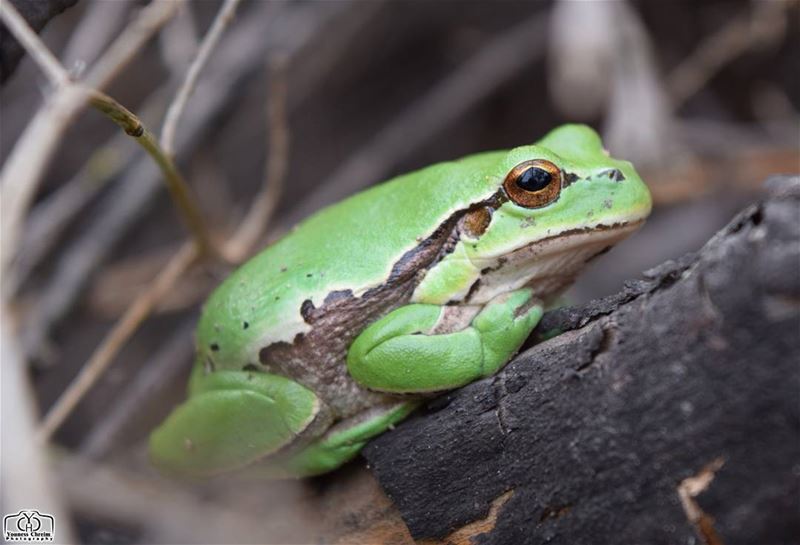 Good morning nature 🐸✋ frog  winter  nature  animals  insects ...