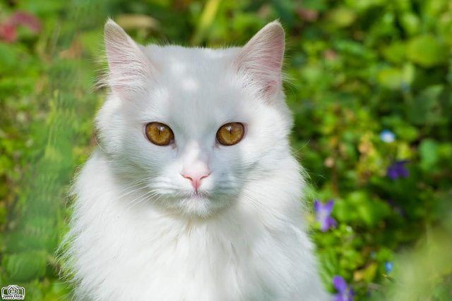 Good morning 🐱✋ pet  pets  animal  animals  cat  cats  whitecat  garden ...