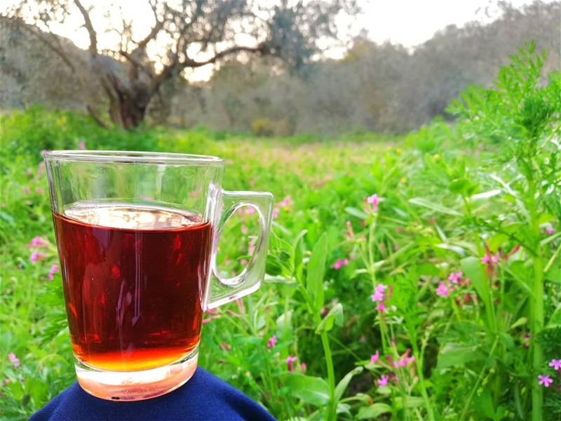 Good morning ☕ 🌺🌱 Photographed by @hussein.fwz frEDITS  artgaleri , ... (Ghassâniye, Al Janub, Lebanon)