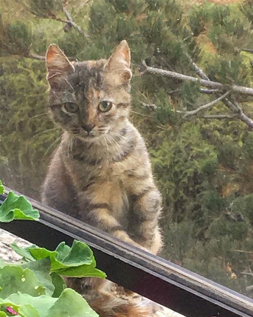 Good Morning 🐱-- summer beirut lebanon weekend  instagram cat art... (Beirut, Lebanon)