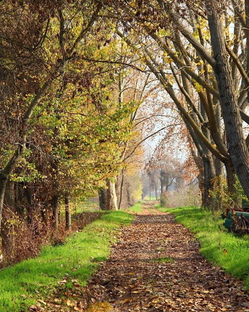 Good morning 🌳🍂🍁 (Taanayel- Bekaa)
