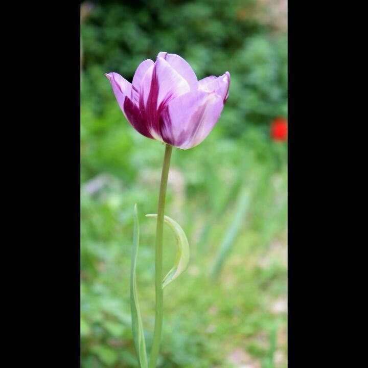 Good morning 🌷 tulip  flower  nature  fairuz ...