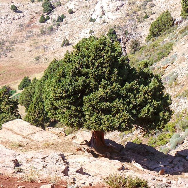 Good morning with this amazing view from  Hermel by @lebanonuntravelled...