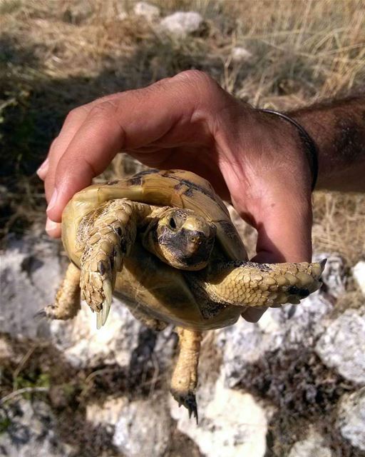 Good morning world!! 🙋🏻 (Mazraat Et Teffâh, Liban-Nord, Lebanon)