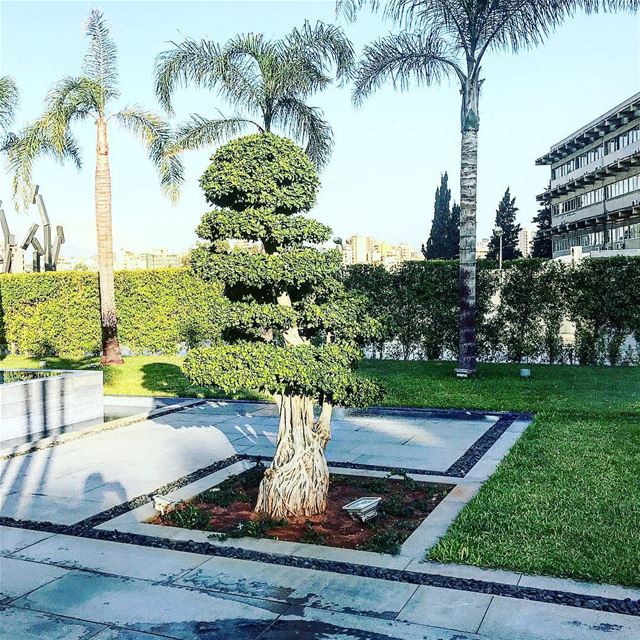 Good morning 🌳🍀📷☕️ garden  tree  nature  naturephotography  weather ...