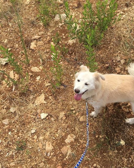 Good Morning 🏃🏼‍♀️🐕🙏🏻-- goodmorning dog puppies adopted instamood... (Beirut, Lebanon)