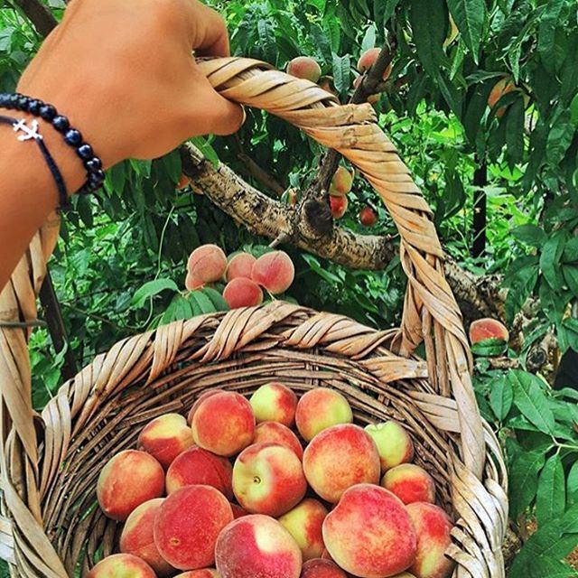 Good morning 😍☀️ Lets go fruit picking! 🍑🍑🍑 peachy 🍑