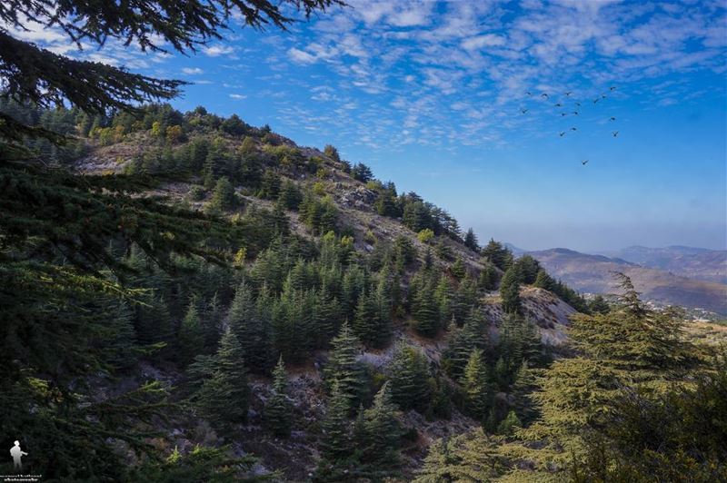 Good morning 🍃🌪️ morning  ceder  livelovecedars  livelovechouf ...