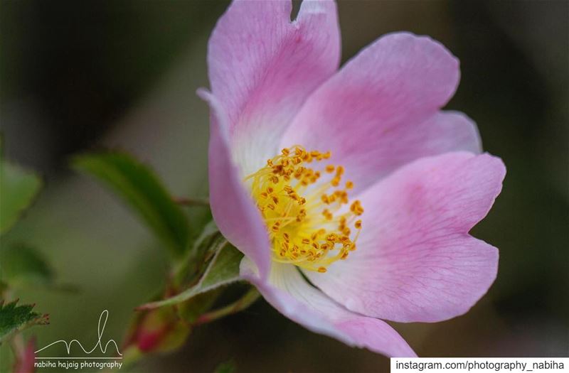 Good morning ☀️  rose  pink  wildlife  spring  february  water   petals ...