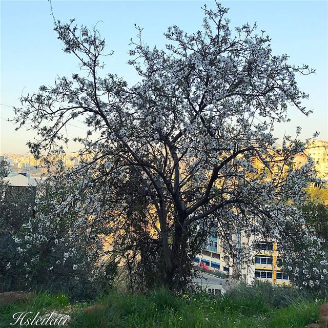 Good morning ❤️first blossoms 🌸whatsuplebanon ig_Lebanon insta_lebanon... (Yarzeh)
