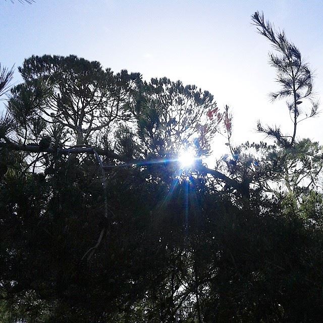 Good morningforest sunsunlight pine naturenatureoflebanon loves_lebanon