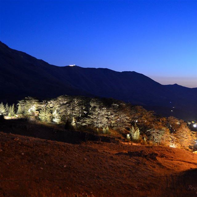 Good Night from  cedarsoflebanon  cedarsofgod  cedars  arez ... (Cedars Festival)