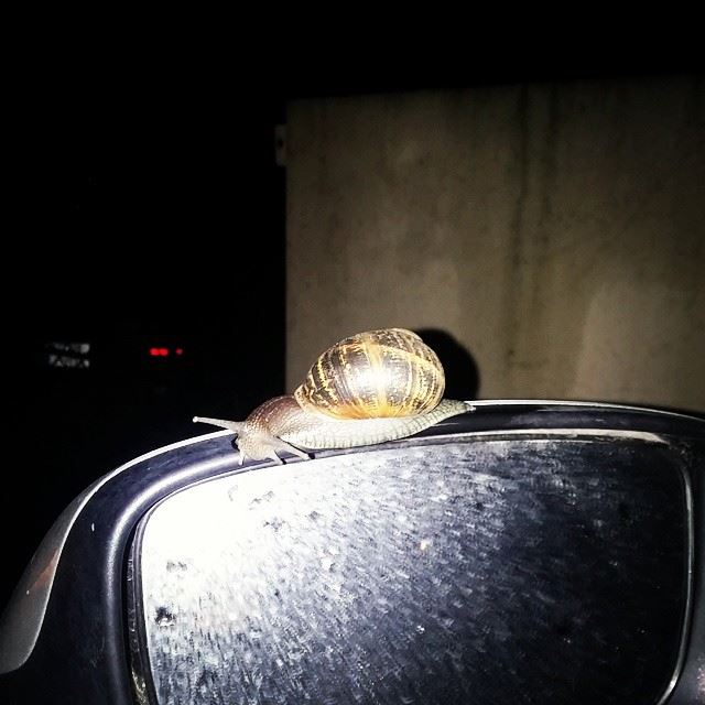 Good night  snail  escargot  mirror  car  home  beirut ...