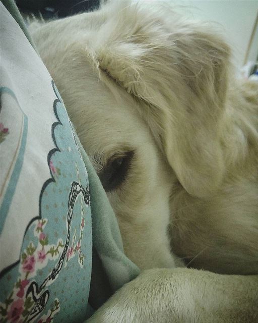 good night 💤 Woody  hehasmyheart ♥  ilovemydog  cuddles  bedtime ...