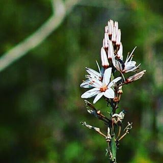 'Good things for those who wait' - for growing beautiful flowers 🙆🏻 ... (Jbeil-Byblos)