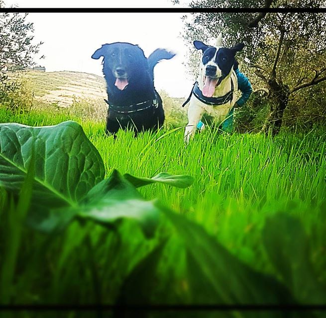 good weather bad weather what we need is to run free ! pepita and Melusine... (Kafr Hata, Liban-Nord, Lebanon)