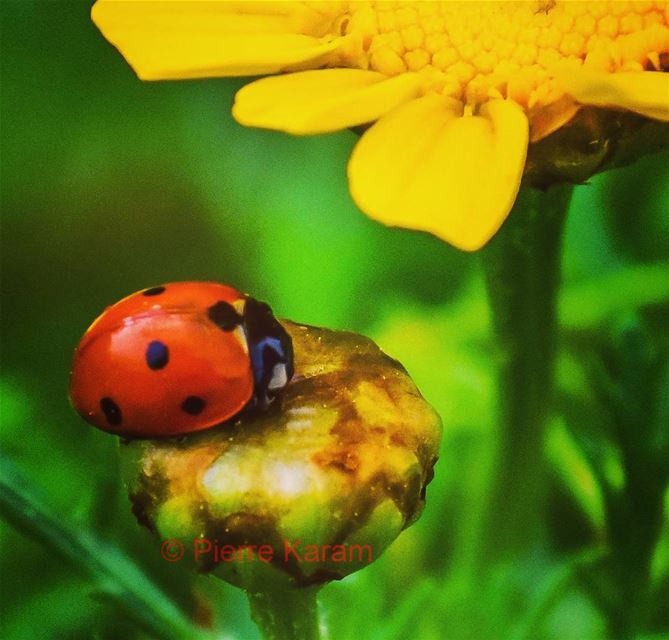  good_morning  ladybug  red  yellow  flower  nature  colorful  nikon ...