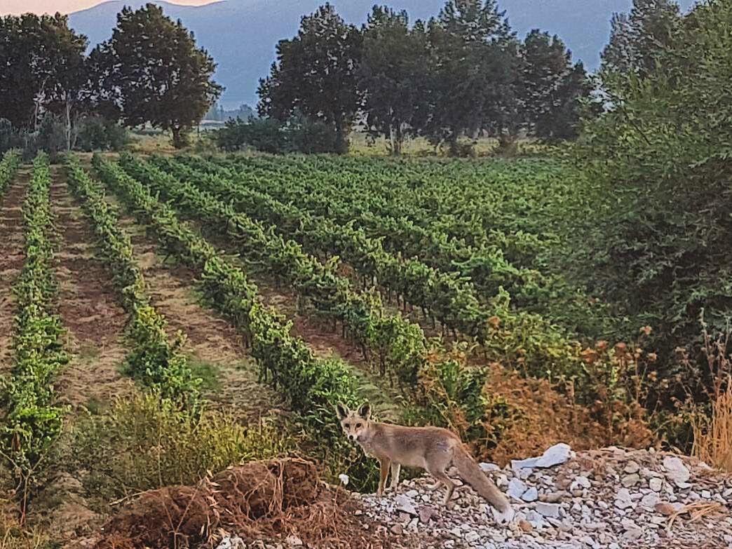""Goodbye", said the fox. "And now here is my secret, a very simple secret: (Beqaa Valley)