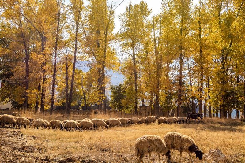 "Goodbye summer....Hello Autumn." First days of fall.. Bcharre,North...