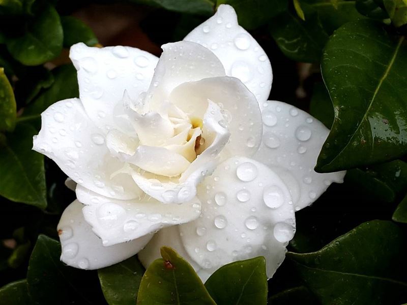  goodmorning  lebanon  world  gardenia  flowers  garden  raindrops ...